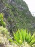 Doryanthes palmeri-8.jpg